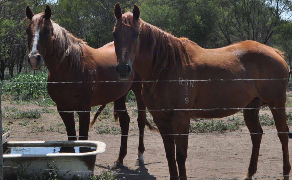 Romeo of Boyland and a pregnant Don’t Blush Now are up for sale. Romeo of Boyland and a pregnant Don’t Blush Now are up for sale.